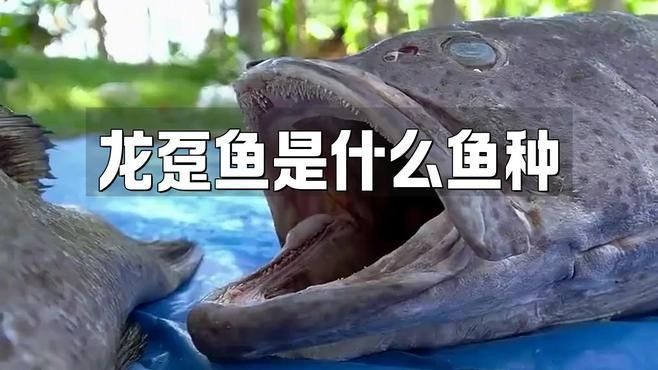 鎮江龍魚和龍躉的區別（鎮江龍魚和龍躉哪個更大？）
