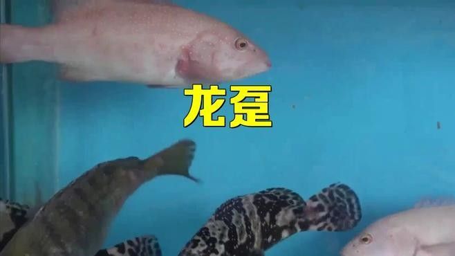 鎮江龍魚和龍躉的區別（鎮江龍魚和龍躉哪個更大？）