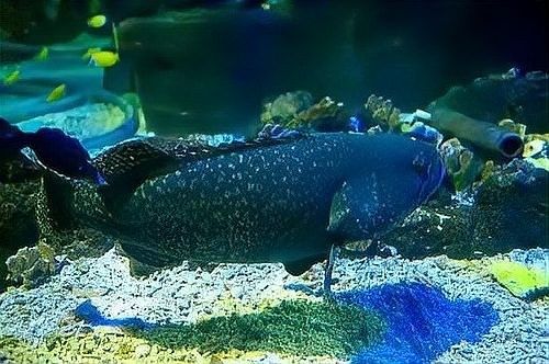 鎮江龍魚和龍躉的區別（鎮江龍魚和龍躉哪個更大？）