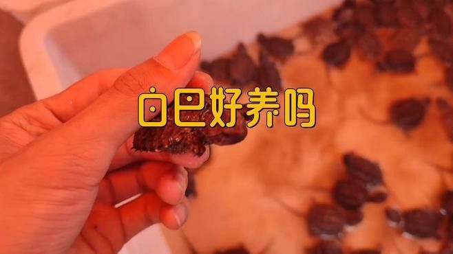 白化巴西龜（白巴），祥龍魚場（關(guān)于白化巴西龜?shù)娘曫B(yǎng)要點(diǎn)和注意事項(xiàng)） 白化巴西龜（白巴），祥龍魚場（關(guān)于白化巴西龜?shù)娘曫B(yǎng)要點(diǎn)和注意事項(xiàng)） 觀賞魚百科 第2張
