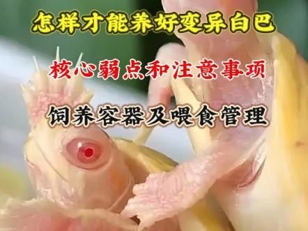 白化巴西龜（白巴），祥龍魚場（關(guān)于白化巴西龜?shù)娘曫B(yǎng)要點(diǎn)和注意事項(xiàng)） 白化巴西龜（白巴），祥龍魚場（關(guān)于白化巴西龜?shù)娘曫B(yǎng)要點(diǎn)和注意事項(xiàng)） 觀賞魚百科 第1張