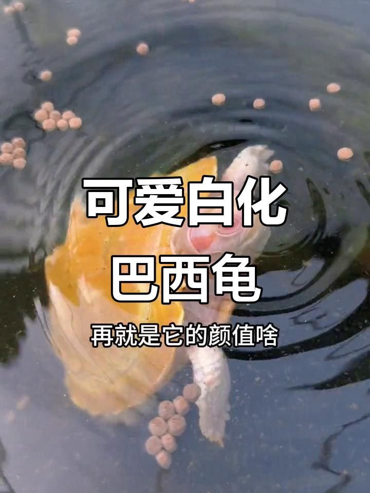白化巴西龜（白巴），祥龍魚場（關(guān)于白化巴西龜?shù)娘曫B(yǎng)要點(diǎn)和注意事項(xiàng)） 白化巴西龜（白巴），祥龍魚場（關(guān)于白化巴西龜?shù)娘曫B(yǎng)要點(diǎn)和注意事項(xiàng)） 觀賞魚百科 第4張