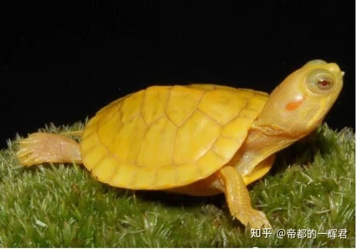 白化巴西龜（白巴），祥龍魚場（關(guān)于白化巴西龜?shù)娘曫B(yǎng)要點(diǎn)和注意事項(xiàng)） 白化巴西龜（白巴），祥龍魚場（關(guān)于白化巴西龜?shù)娘曫B(yǎng)要點(diǎn)和注意事項(xiàng)） 觀賞魚百科 第6張
