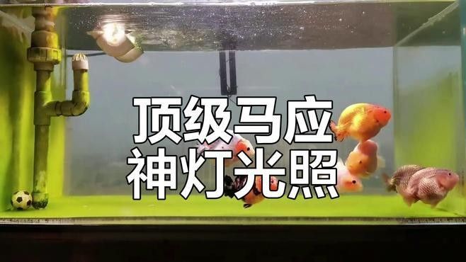 馬印神燈水族箱（馬印神燈水族箱燈三基色增色燈） 馬印神燈水族箱（馬印神燈水族箱燈三基色增色燈） 觀賞魚百科 第4張