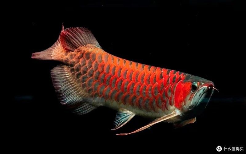 25公分龍魚喂什么（25公分龍魚應該吃什么食物最好？）