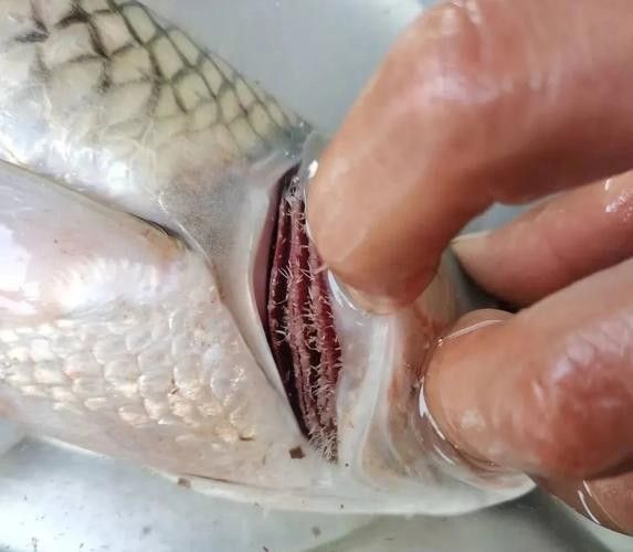 鯉魚的常見病與防治圖片（秋季錦鯉3種常見病的預防和治療，很實用） 鯉魚的常見病與防治圖片（秋季錦鯉3種常見病的預防和治療，很實用） 觀賞魚百科 第3張