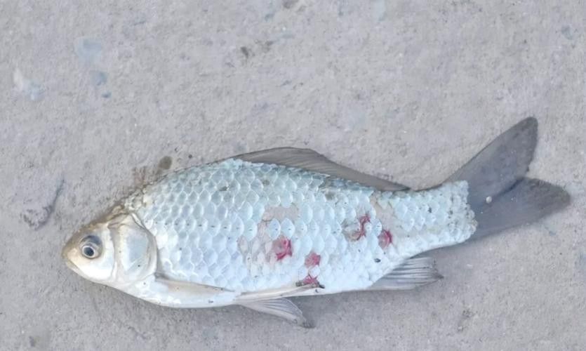 鯉魚的常見病與防治圖片（秋季錦鯉3種常見病的預防和治療，很實用） 鯉魚的常見病與防治圖片（秋季錦鯉3種常見病的預防和治療，很實用） 觀賞魚百科 第9張