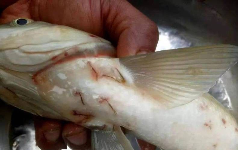 鯉魚的常見病與防治圖片（秋季錦鯉3種常見病的預防和治療，很實用） 鯉魚的常見病與防治圖片（秋季錦鯉3種常見病的預防和治療，很實用） 觀賞魚百科 第6張