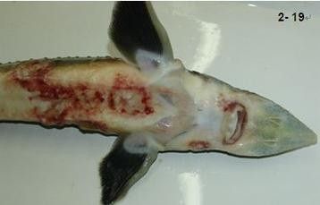 鯉魚的常見病與防治圖片（秋季錦鯉3種常見病的預防和治療，很實用） 鯉魚的常見病與防治圖片（秋季錦鯉3種常見病的預防和治療，很實用） 觀賞魚百科 第11張