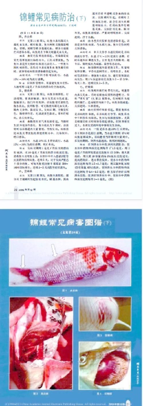 鯉魚的常見病與防治圖片（秋季錦鯉3種常見病的預防和治療，很實用） 鯉魚的常見病與防治圖片（秋季錦鯉3種常見病的預防和治療，很實用） 觀賞魚百科 第13張