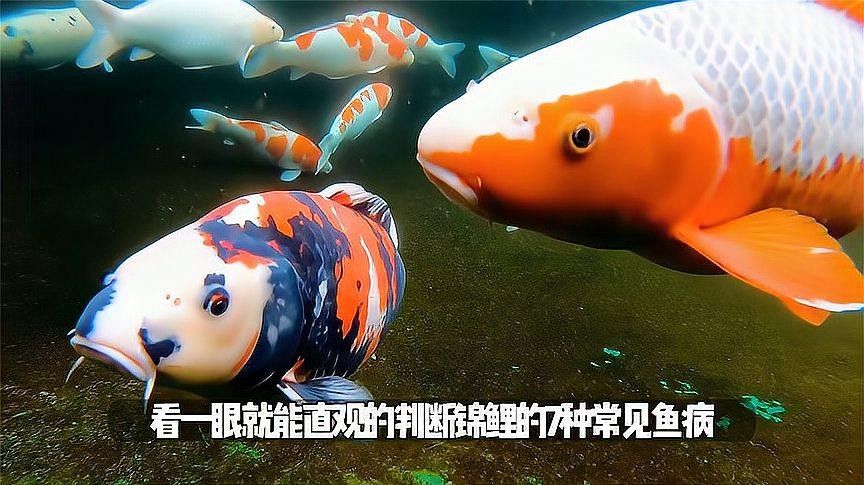 鯉魚的常見病與防治圖片（秋季錦鯉3種常見病的預防和治療，很實用） 鯉魚的常見病與防治圖片（秋季錦鯉3種常見病的預防和治療，很實用） 觀賞魚百科 第19張