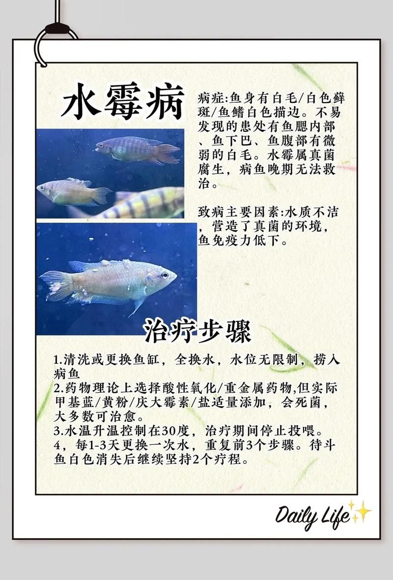 鯉魚的常見病與防治圖片（秋季錦鯉3種常見病的預防和治療，很實用） 鯉魚的常見病與防治圖片（秋季錦鯉3種常見病的預防和治療，很實用） 觀賞魚百科 第18張