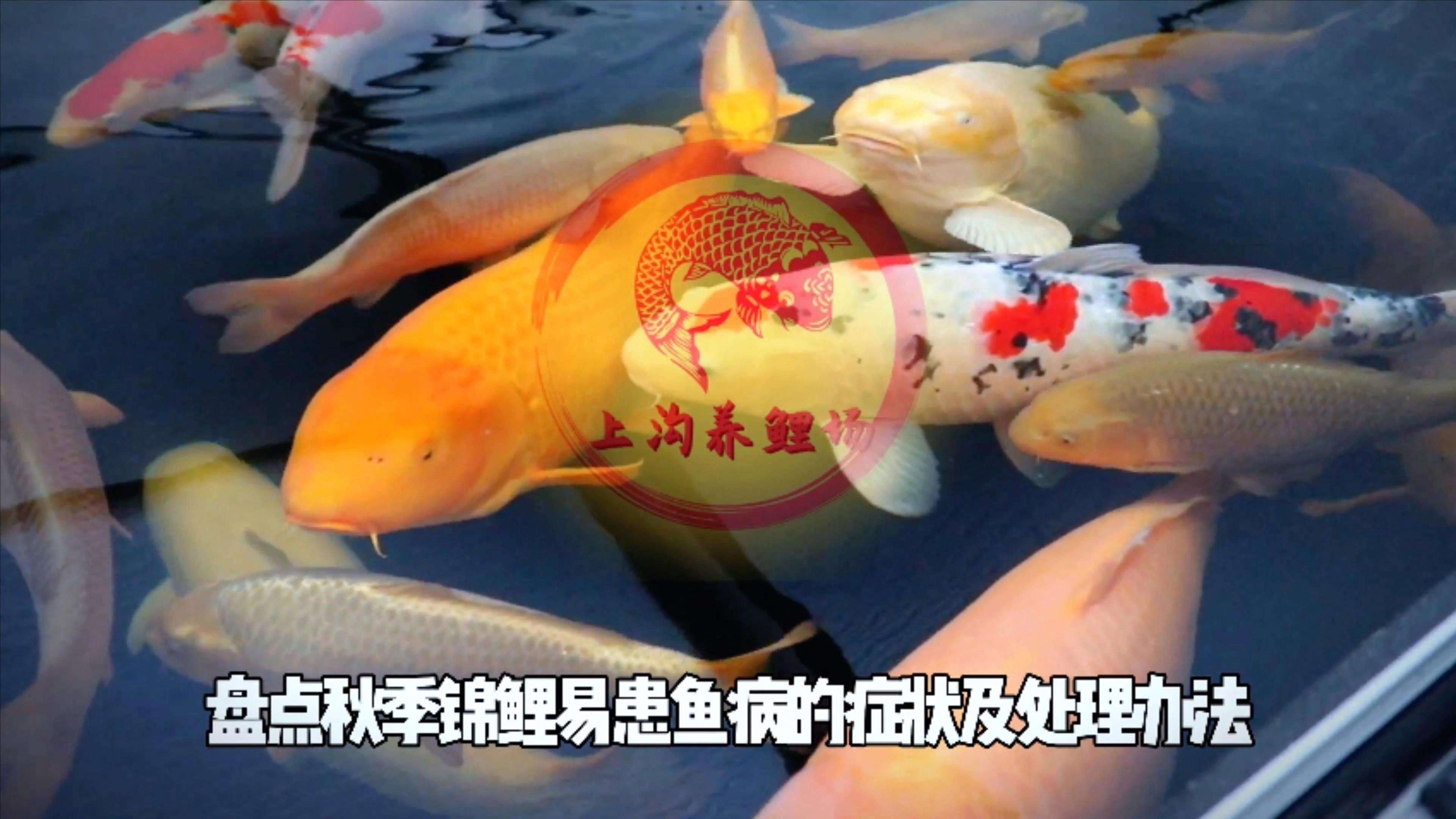 鯉魚的常見病與防治圖片（秋季錦鯉3種常見病的預防和治療，很實用） 鯉魚的常見病與防治圖片（秋季錦鯉3種常見病的預防和治療，很實用） 觀賞魚百科 第22張