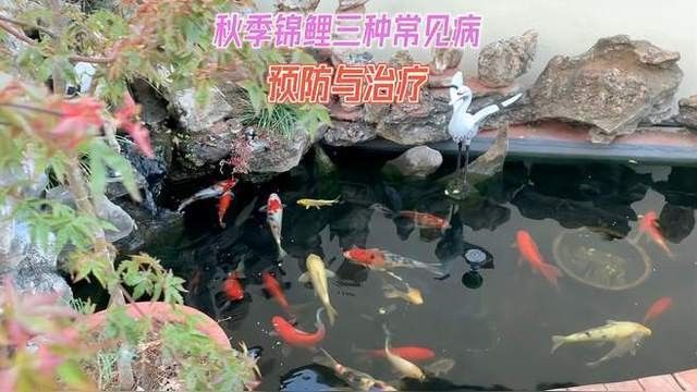 鯉魚的常見病與防治圖片（秋季錦鯉3種常見病的預防和治療，很實用） 鯉魚的常見病與防治圖片（秋季錦鯉3種常見病的預防和治療，很實用） 觀賞魚百科 第21張