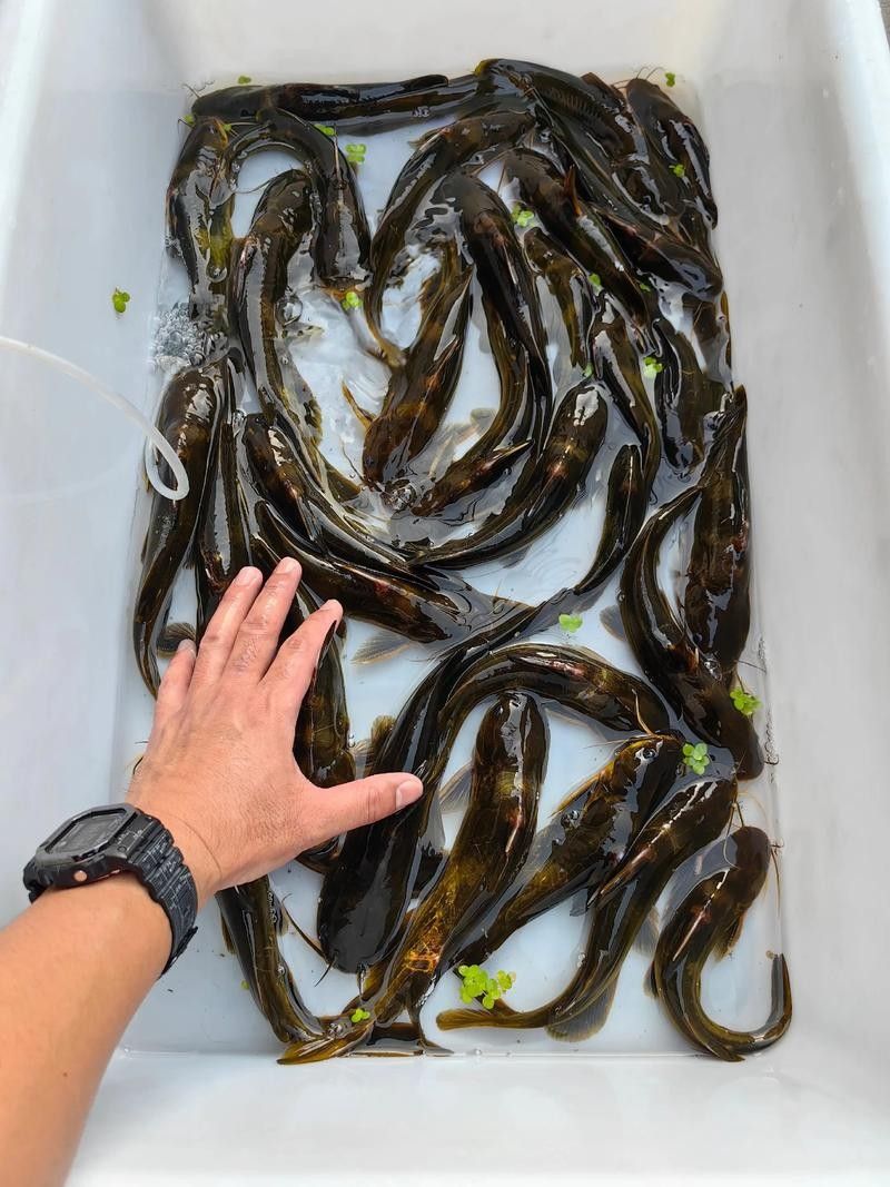 安次魚(yú)圖片（如何區(qū)分不同品種的安次魚(yú)？） 安次魚(yú)圖片（如何區(qū)分不同品種的安次魚(yú)？） 觀賞魚(yú)百科 第3張