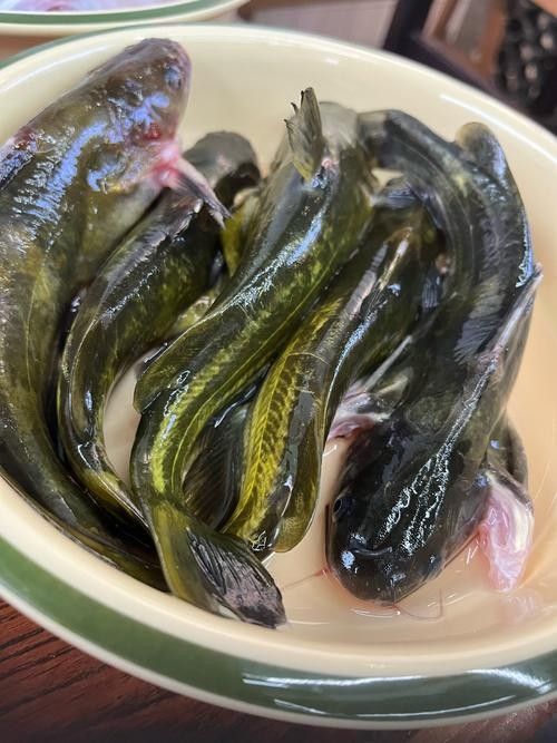 安次魚(yú)圖片（如何區(qū)分不同品種的安次魚(yú)？） 安次魚(yú)圖片（如何區(qū)分不同品種的安次魚(yú)？） 觀賞魚(yú)百科 第1張
