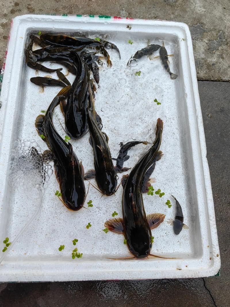 安次魚(yú)圖片（如何區(qū)分不同品種的安次魚(yú)？） 安次魚(yú)圖片（如何區(qū)分不同品種的安次魚(yú)？） 觀賞魚(yú)百科 第4張