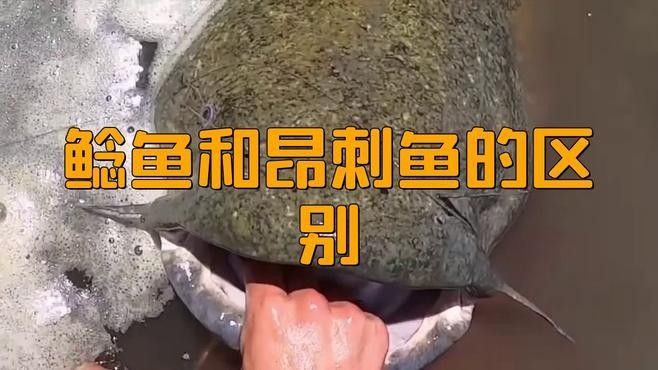 安次魚(yú)圖片（如何區(qū)分不同品種的安次魚(yú)？） 安次魚(yú)圖片（如何區(qū)分不同品種的安次魚(yú)？） 觀賞魚(yú)百科 第8張