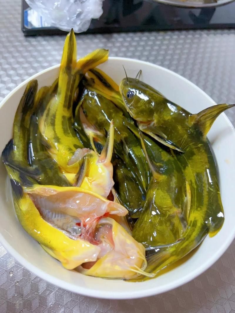 安次魚(yú)圖片（如何區(qū)分不同品種的安次魚(yú)？） 安次魚(yú)圖片（如何區(qū)分不同品種的安次魚(yú)？） 觀賞魚(yú)百科 第5張
