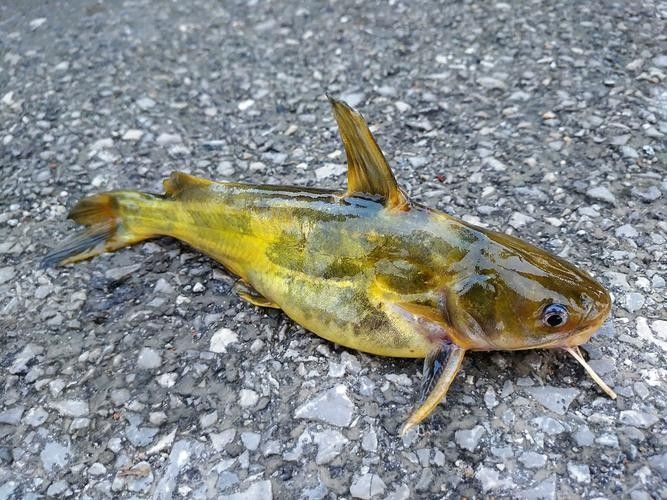 安次魚(yú)圖片（如何區(qū)分不同品種的安次魚(yú)？） 安次魚(yú)圖片（如何區(qū)分不同品種的安次魚(yú)？） 觀賞魚(yú)百科 第6張