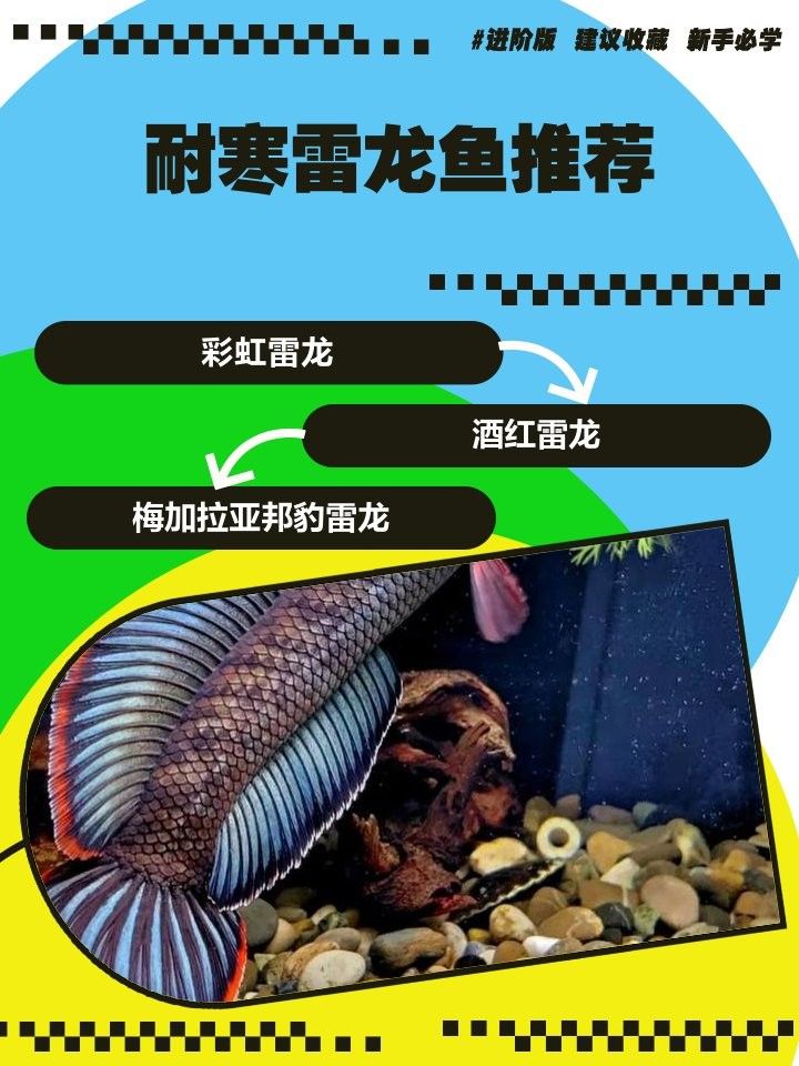 給我推薦一些耐寒的雷龍魚品種（耐寒性突出的雷龍魚品種推薦）