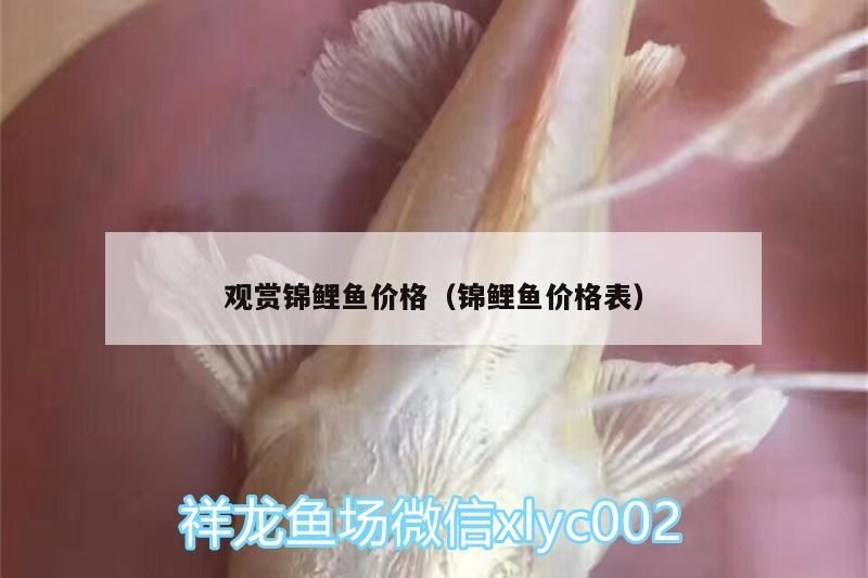 觀賞錦鯉魚價(jià)格（錦鯉魚價(jià)格表）（日本錦鯉多少錢一條）