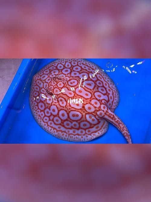 白子魟魚怎么看品質（如何判斷白子魟魚的品質？）