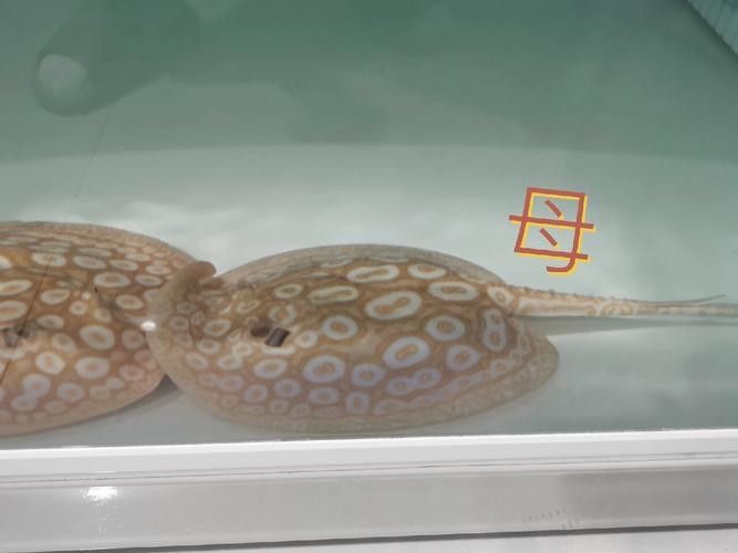白子魟魚怎么看品質（如何判斷白子魟魚的品質？）