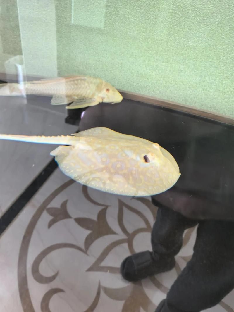 白子魟魚怎么看品質（如何判斷白子魟魚的品質？）