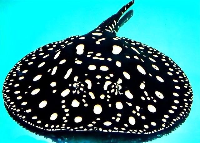 白子魟魚怎么看品質（如何判斷白子魟魚的品質？）