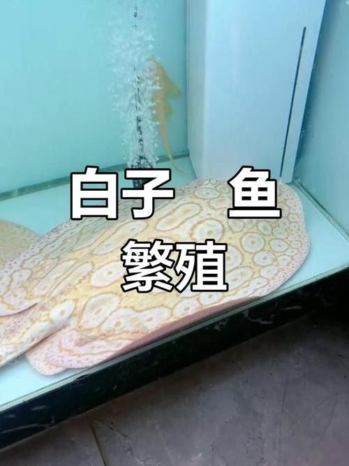 白子魟魚怎么看品質（如何判斷白子魟魚的品質？）