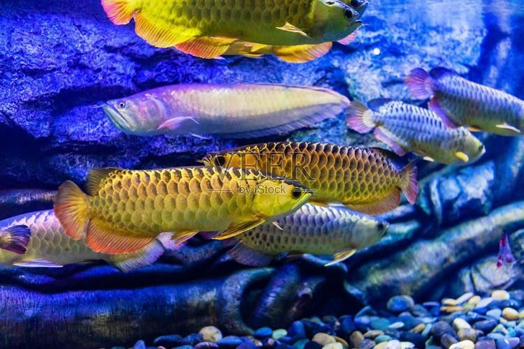 海南哪個水族館龍魚好？祥龍魚場龍魚（廣州祥龍魚場）