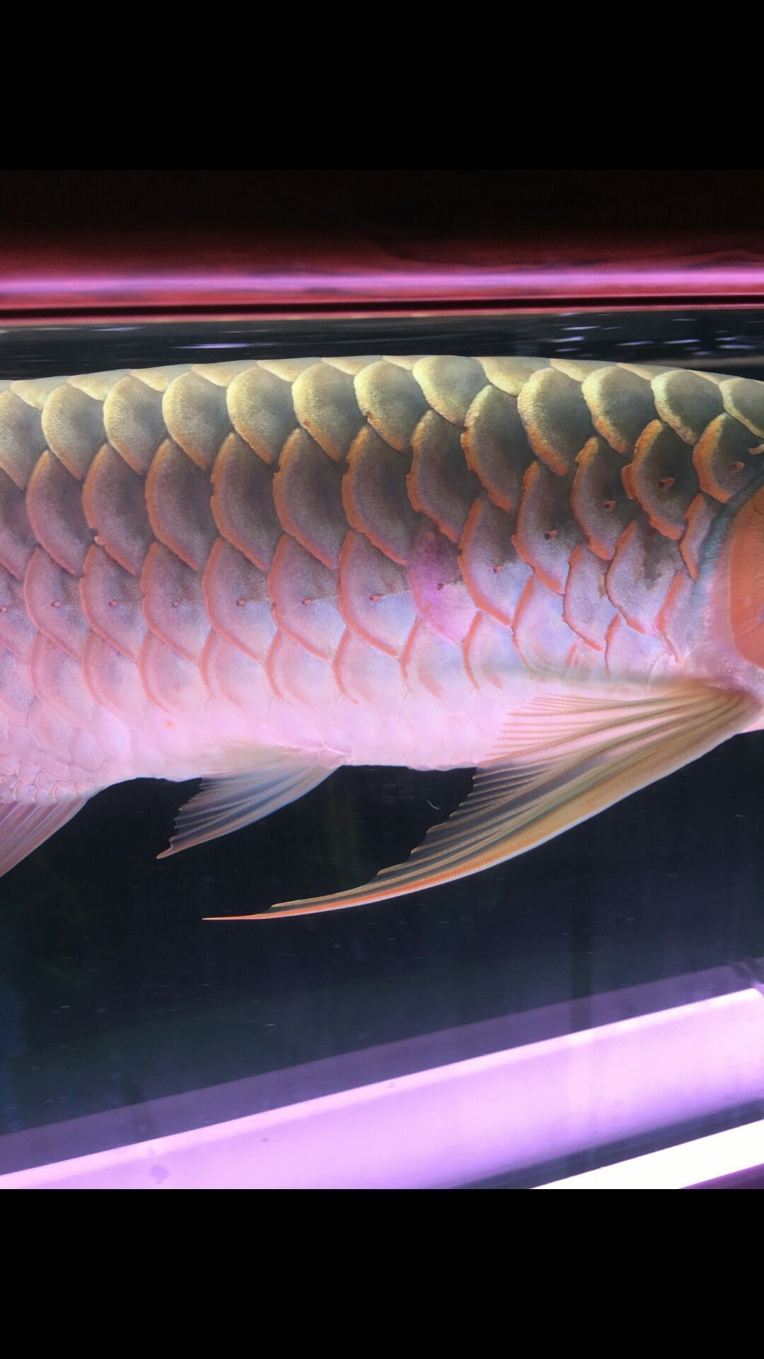 這是蝕鱗嗎？（“蝕鱗”與物質(zhì)的磨損、腐蝕以及環(huán)境因素的復(fù)雜現(xiàn)象）