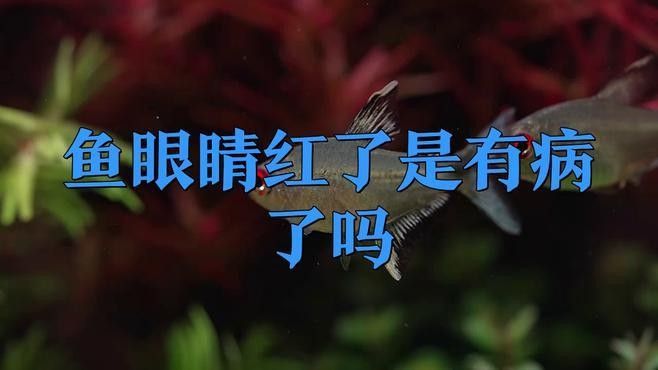 龍魚(yú)眼睛有綠色（白金龍魚(yú)眼睛的三個(gè)最佳顏色課課飛飛龍魚(yú)眼睛有白膜怎么回事） 龍魚(yú)眼睛有綠色（白金龍魚(yú)眼睛的三個(gè)最佳顏色課課飛飛龍魚(yú)眼睛有白膜怎么回事） 觀賞魚(yú)百科 第1張