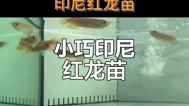 紅龍魚苗圖片大全大圖片欣賞（半勺泡泡糖印尼紅龍魚苗鱗片閃耀如鏡面未來發(fā)色必驚艷） 紅龍魚苗圖片大全大圖片欣賞（半勺泡泡糖印尼紅龍魚苗鱗片閃耀如鏡面未來發(fā)色必驚艷） 觀賞魚百科 第13張