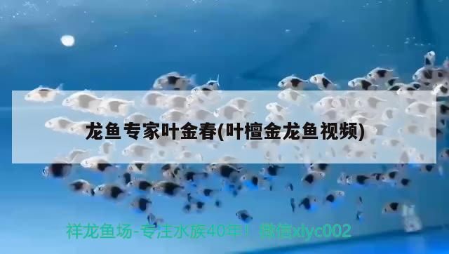 龍魚專家葉金春(葉檀金龍魚視頻)（仟湖漁業集團龍魚專家葉金春） 龍魚專家葉金春(葉檀金龍魚視頻)（仟湖漁業集團龍魚專家葉金春） 觀賞魚百科 第2張