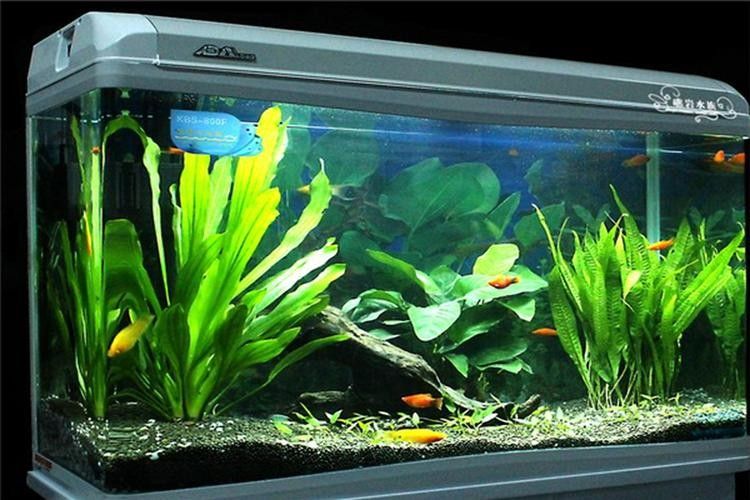 哪個品牌的魚缸性價(jià)比最高（2025年魚缸十大品牌推薦） 哪個品牌的魚缸性價(jià)比最高（2025年魚缸十大品牌推薦） 龍魚百科 第7張