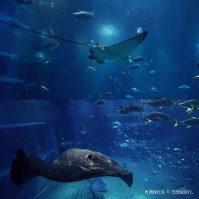保山哪個水族館龍魚好？祥龍魚場龍魚（保山祥龍魚場龍魚）