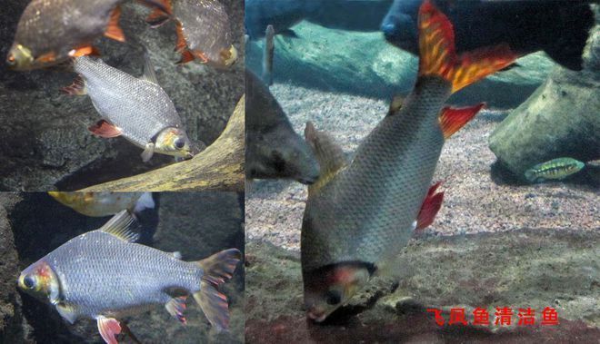 龍魚和三湖能混養嗎（三湖魚可以和其他魚混養嗎）（魚和三湖魚可以混養，龍魚和諧指數二星飛鳳和諧指數）