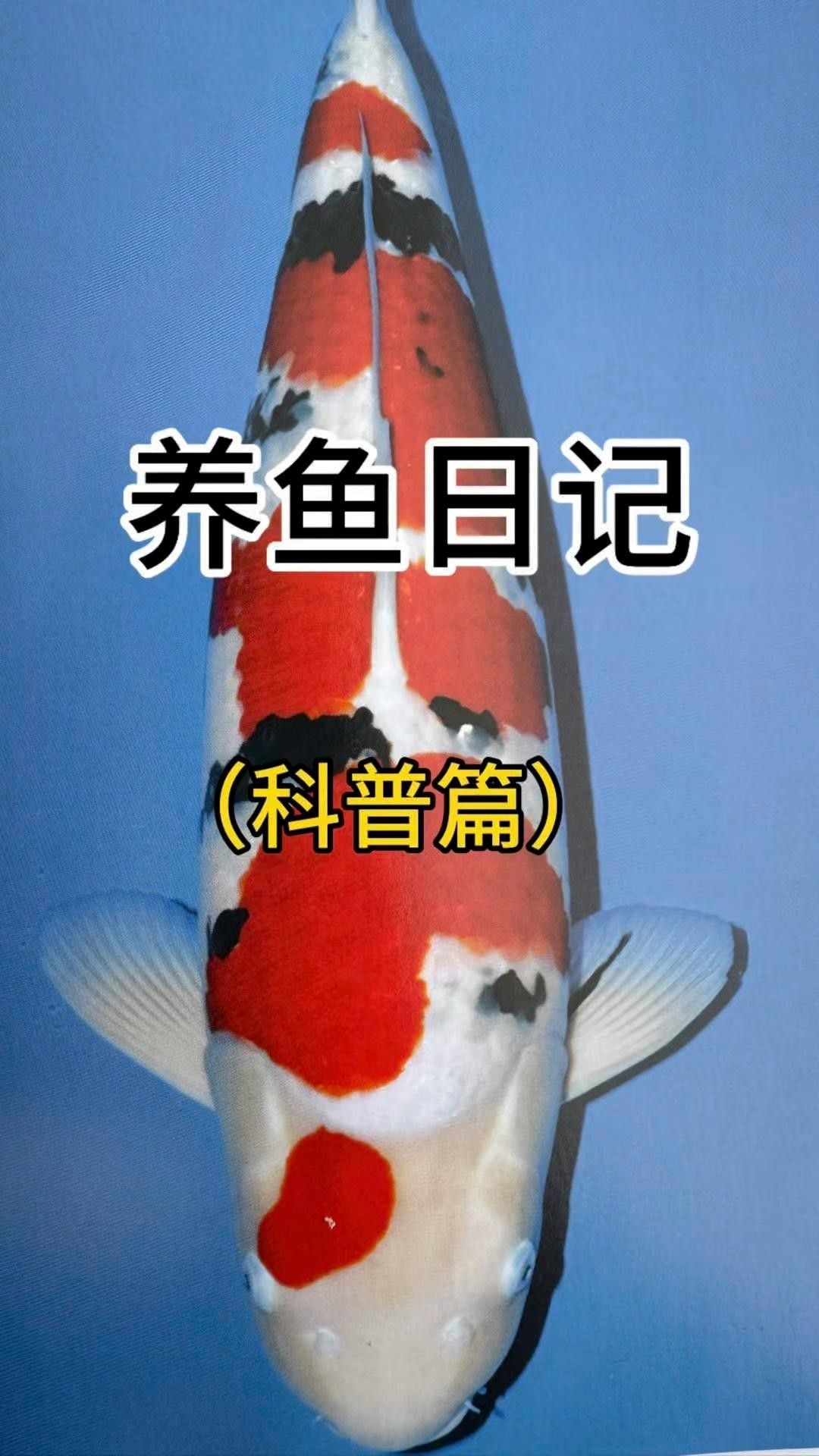 大正錦鯉（大正三色錦鯉美學密碼秒懂大百科挑選大正錦鯉）