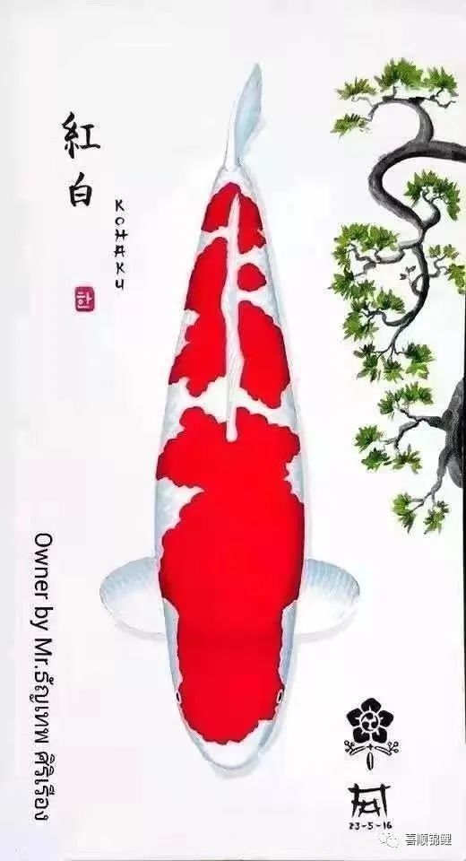 大正錦鯉（大正三色錦鯉美學密碼秒懂大百科挑選大正錦鯉）