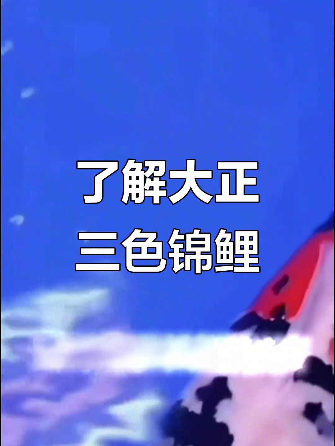 大正錦鯉（大正三色錦鯉美學密碼秒懂大百科挑選大正錦鯉）