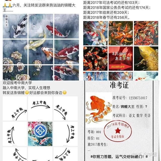 大正錦鯉（大正三色錦鯉美學密碼秒懂大百科挑選大正錦鯉）