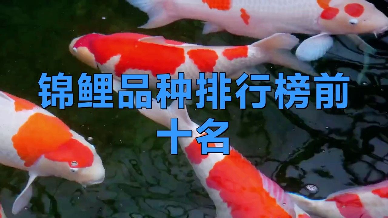 大正錦鯉（大正三色錦鯉美學密碼秒懂大百科挑選大正錦鯉）