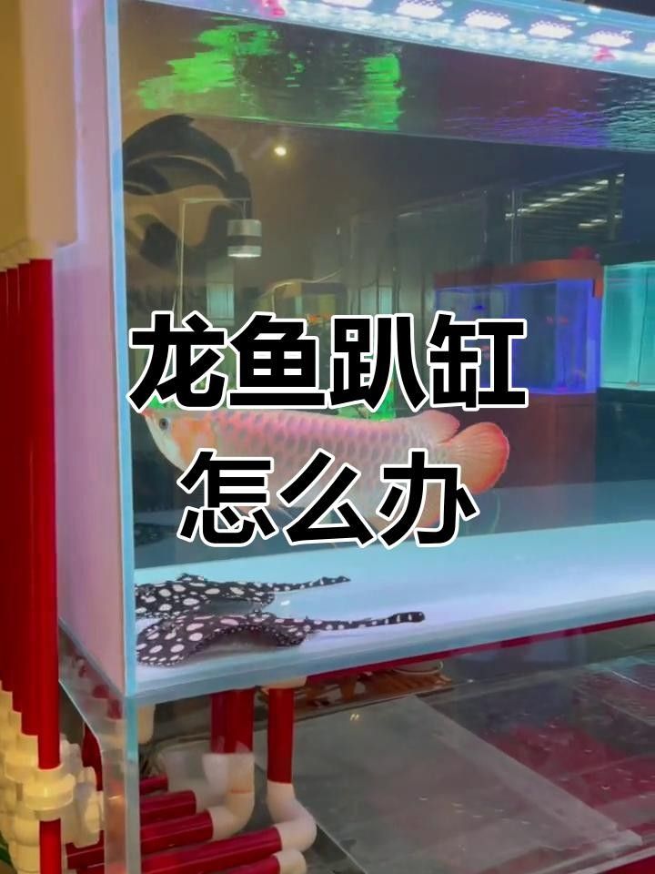 龍魚為什么趴在缸底（龍魚為何會趴在缸底？）
