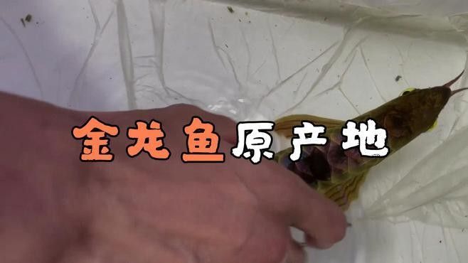 七星金龍魚是什么魚（七星金龍魚品種有哪些七星金龍魚品種有哪些）
