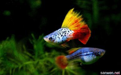 觀賞魚的病癥及預防（觀賞魚疾病的診斷和預防）