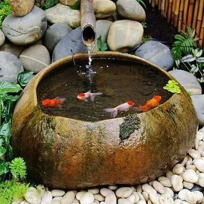 龍魚豎立怎么辦，龍魚為什么會豎立？