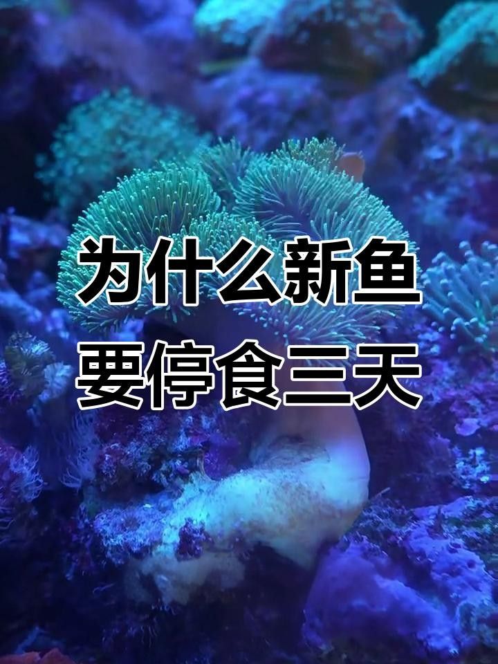 新魚餓3天老魚也跟著挨餓嗎（新魚餓3天老魚也跟著挨餓嗎，） 新魚餓3天老魚也跟著挨餓嗎（新魚餓3天老魚也跟著挨餓嗎，） 觀賞魚百科 第4張