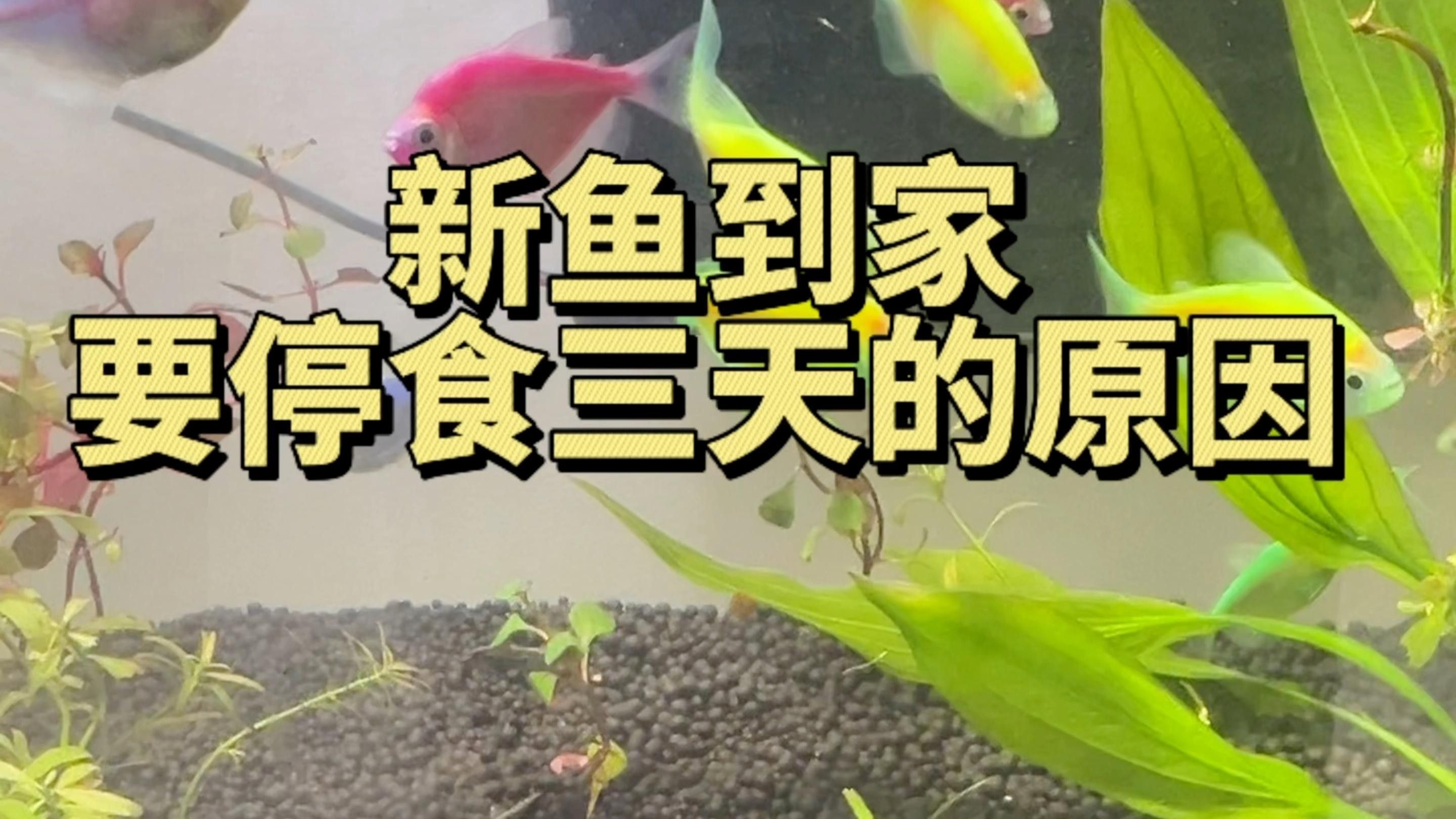 新魚餓3天老魚也跟著挨餓嗎（新魚餓3天老魚也跟著挨餓嗎，） 新魚餓3天老魚也跟著挨餓嗎（新魚餓3天老魚也跟著挨餓嗎，） 觀賞魚百科 第3張